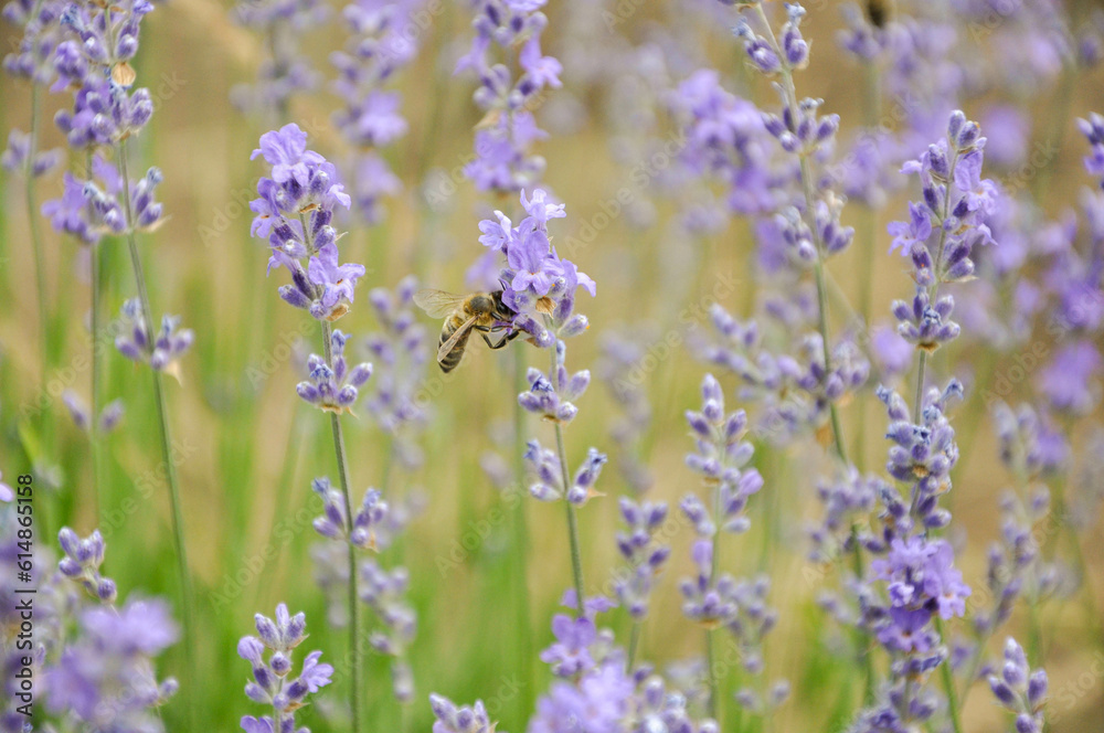 lavender flowers in the field lavender flowers in the field