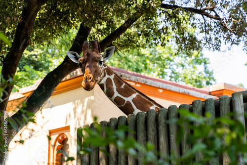 Biopark - Zoo of Rome. Family day together to discover wild animals from all over the world. Amazement and wonder in front of curious animals. Giraffes in their enclosure, details of the face