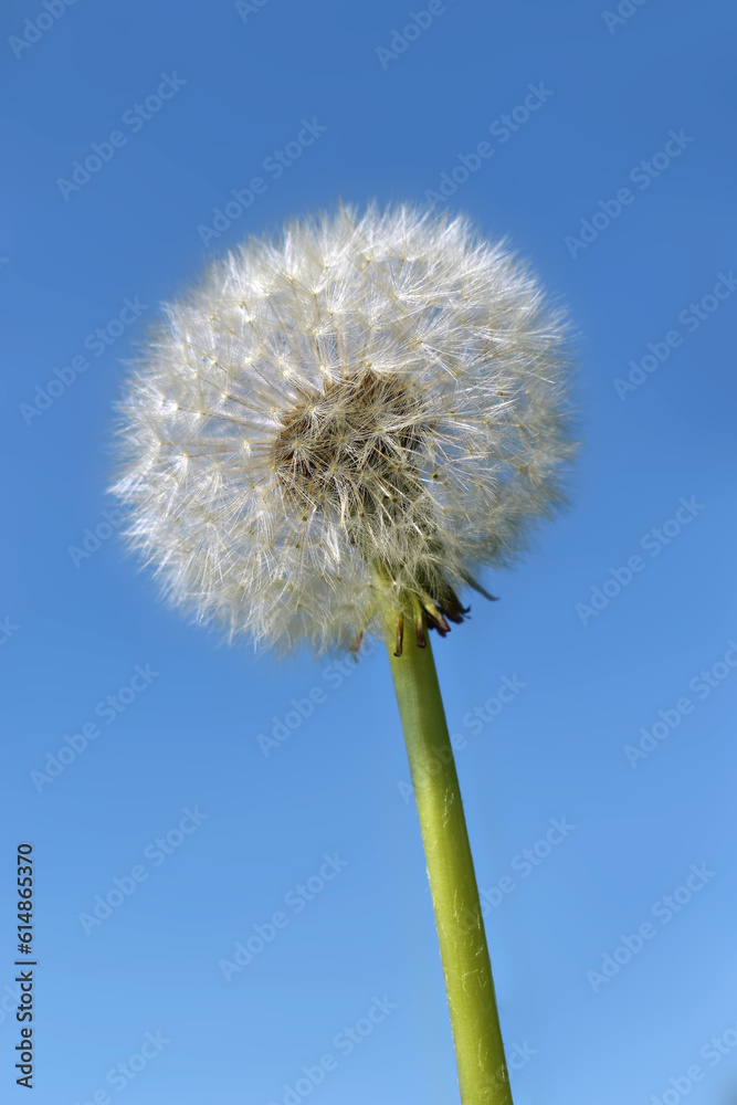 White dandelion flower, detail of dandelion on blue background, fluffy flower