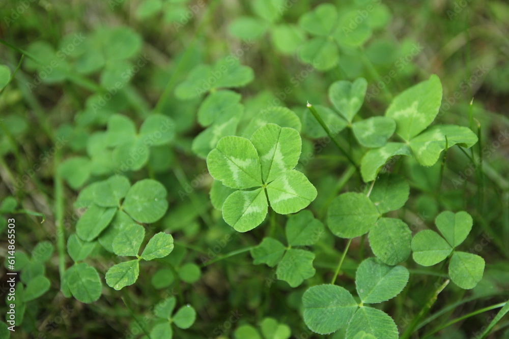 Single Four-leaf-clover in the middle of the picture among common three-leaf clovers. Four-leaf clover is believed to bring good luck. Single Four-leaf-clover in the middle of the picture among common three-leaf clovers. Four-leaf clover is believed to bring good luck.
