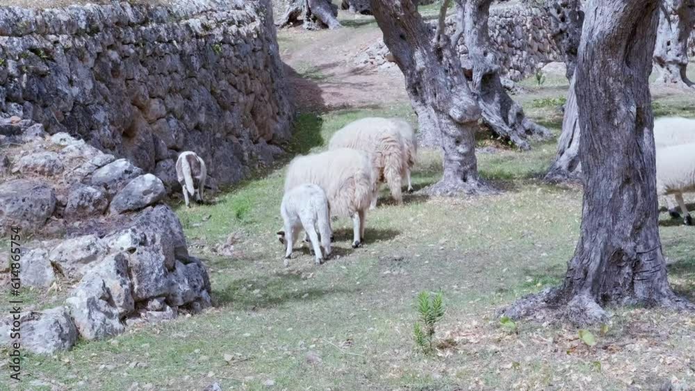 unshorn rams, domestic sheep, artiodactyl mammal Ovis aries in pasture, paddock for livestock, sheared sheep's wool, fleece, concept of sheep breeding, production of cheese, wool unshorn rams, domestic sheep, artiodactyl mammal Ovis aries in pasture, paddock for livestock, sheared sheep's wool, fleece, concept of sheep breeding, production of cheese, wool
