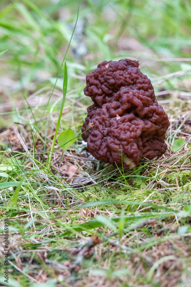 Morel Morel
