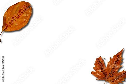 beautiful background of yellow autumn leaves