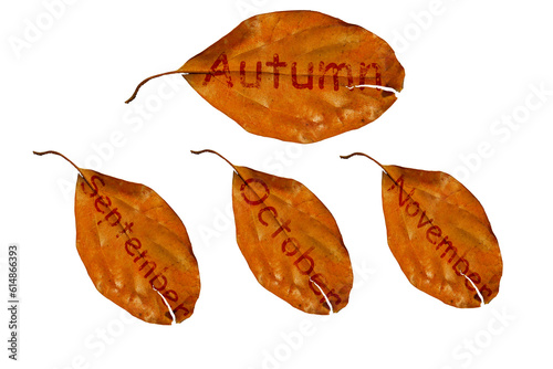 beautiful background of yellow autumn leaves