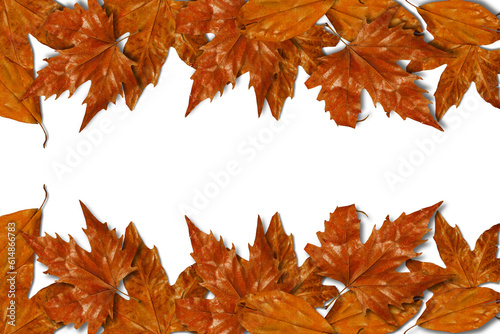 beautiful background of yellow autumn leaves