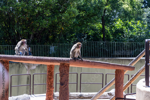 Biopark - Zoo of Rome. Family day together to discover wild animals from all over the world. Amazement and wonder in front of curious animals. Macacos Japan climb up the trees in search of food.