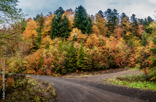 Fototapeta Naklejka Na Ścianę i Meble -  Bieszczady, las