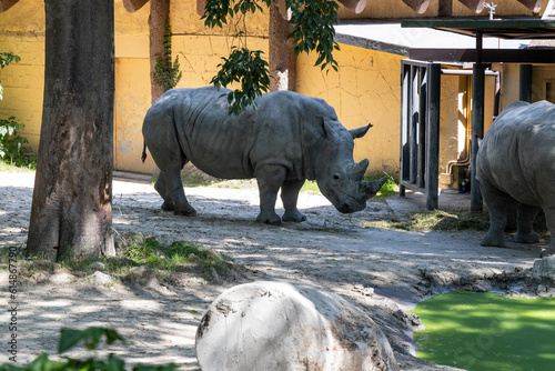 Biopark - Zoo of Rome. Family day together to discover wild animals from all over the world. Amazement and wonder in front of curious animals. Pair of Rhinos eating and drinking in the shade.