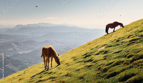horse mountain grass field pasture gorbea