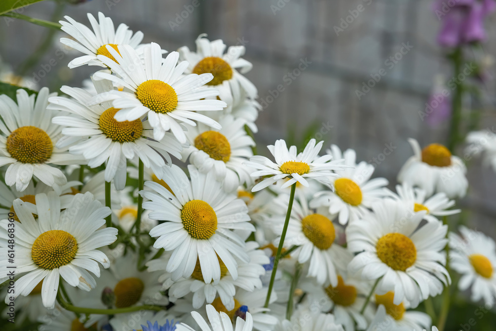 Fototapeta premium real chamomile flowers in summer on a meadow