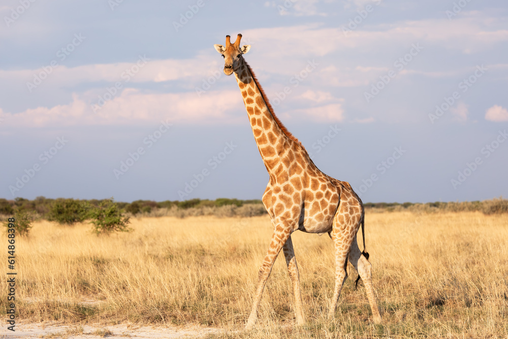 giraffe walking in the Etosha  savannah