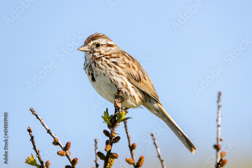 Bild auf Leinwand Song sparrow (Melospiza melodia) perches atop a tree branch against a blue sky
