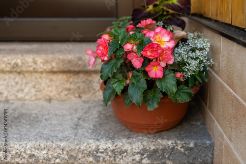 Fototapeta Naklejka Na Ścianę i Meble -  flower pot in summer on a stone staircase