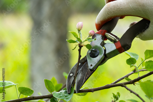 Canvastavla Gardener pruning trees with pruning shears on nature background.