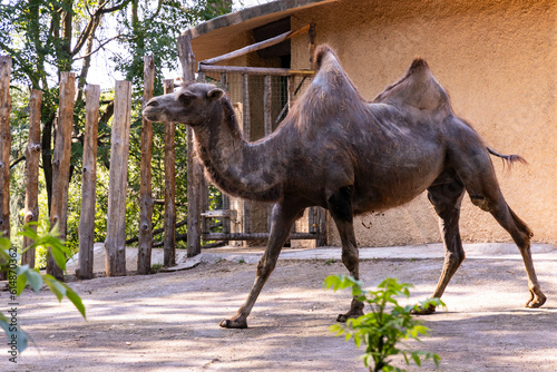 Biopark - Zoo of Rome. Family day together to discover wild animals from all over the world. Amazement and wonder in front of curious animals. Camel walks in the enclosure photo