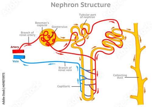 Nephron structure, working system. Functional kidney diagram. Glomerulus, bowman capsule, proximal convoluted tubule capillary, network descending, loop henle. Direction arrows. Illustration vector photo