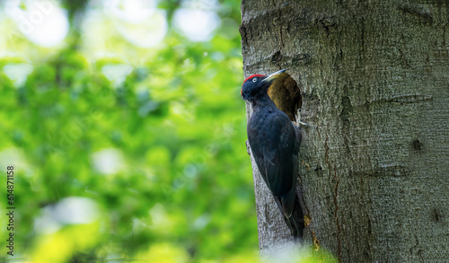 Pair female and male black woodpecker on the old tree branch.