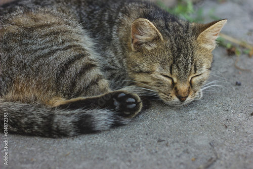 close up of a cat