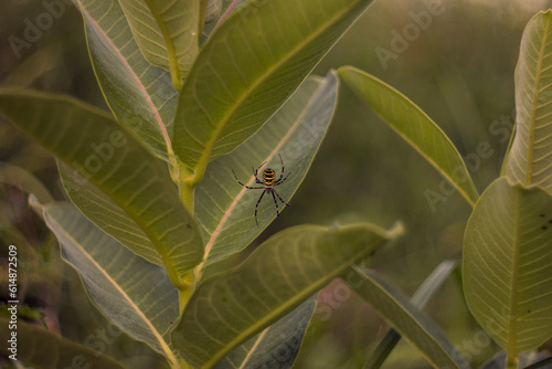 spider on a leaf