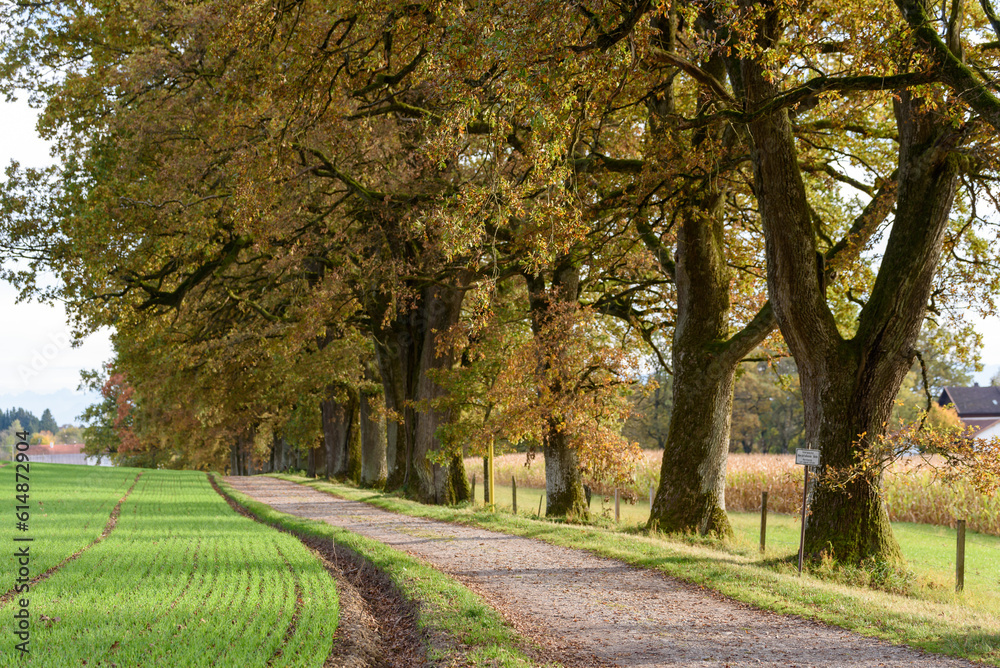 path in the park