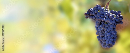 panoramic view on one black grape growing in foliage lighting by the sun