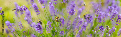 beautiful panoramic view on  scenic nature with honey bees collecting pollen ...