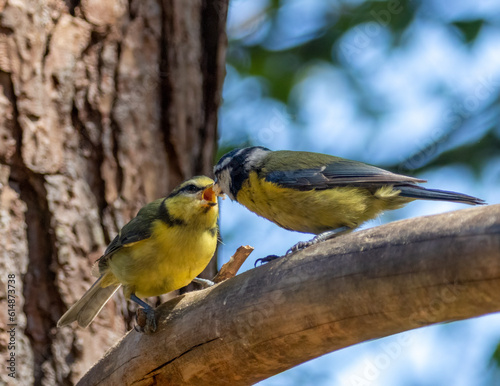 Blue tit fledgling being fed by parent on the branch of a tree in the woodland in the sunshine 
