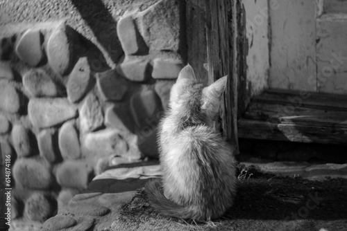 cat on the porch