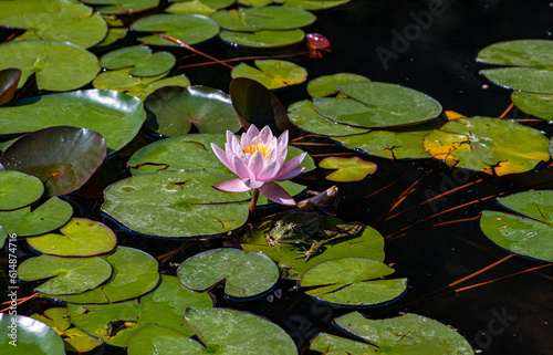 Water lily plant in the pond