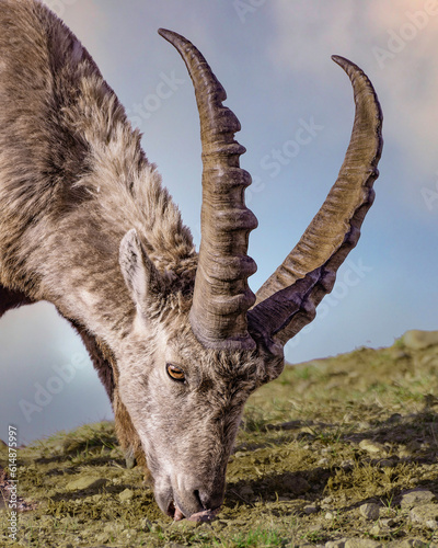 2023 06 06 Bouquetin des Alpes Capra ibex.jpg