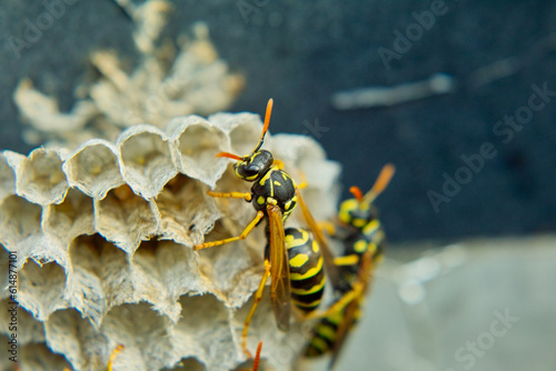 close-up of a wasps'nest