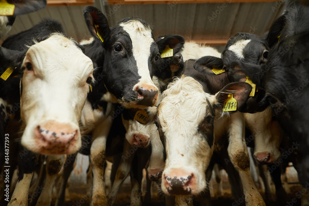 happy cows on the farm, cow farm concept