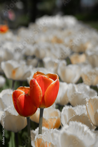 Holland tulip festival, Michigan #614877324