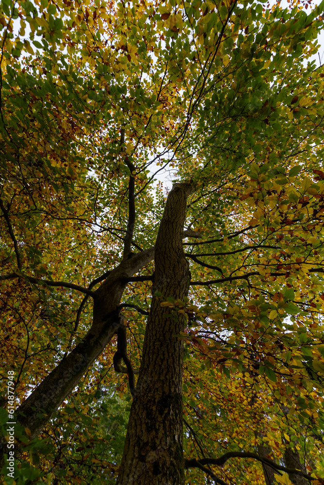 tree in autumn