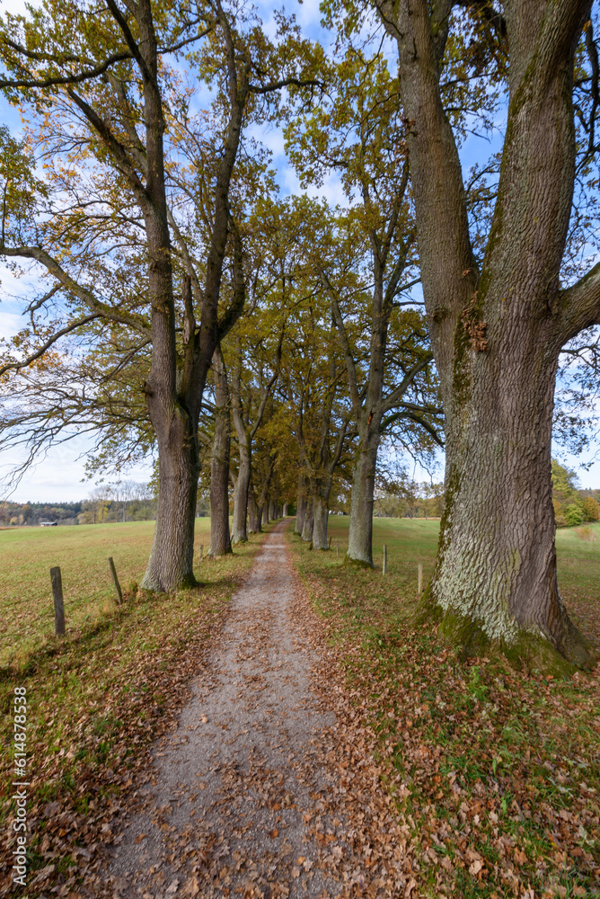 Naklejka premium path in autumn