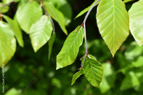 фотографія Young leaves of beech tree, Fagus, green branch with leaves, close up view on na