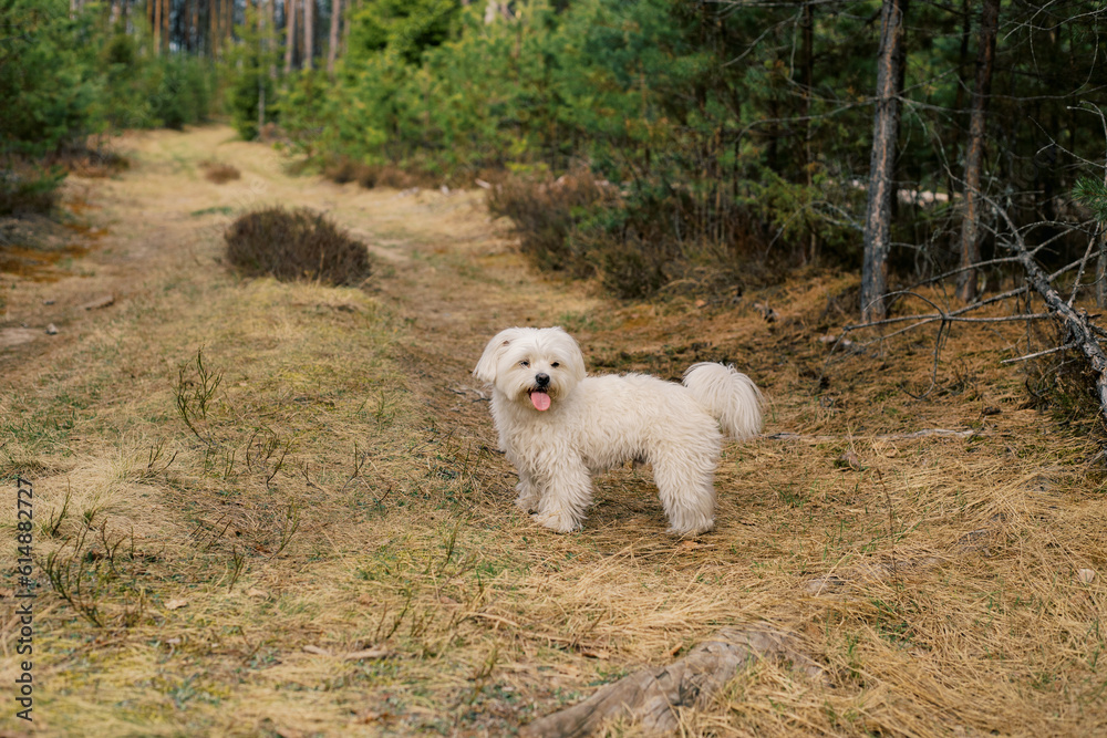 White Maltese dog walking along the forest path in spring White Maltese dog walking along the forest path in spring