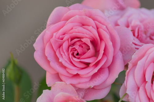 Garden Roses from Southern Brazil.