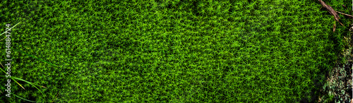 Beautiful background from moss for wallpaper. Beautiful green moss in the forest, moss closeup