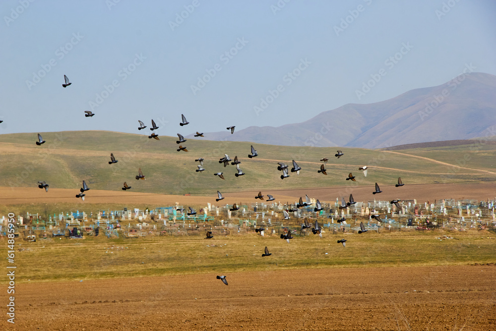a flock of birds flies against the background of mountains with a cemetery