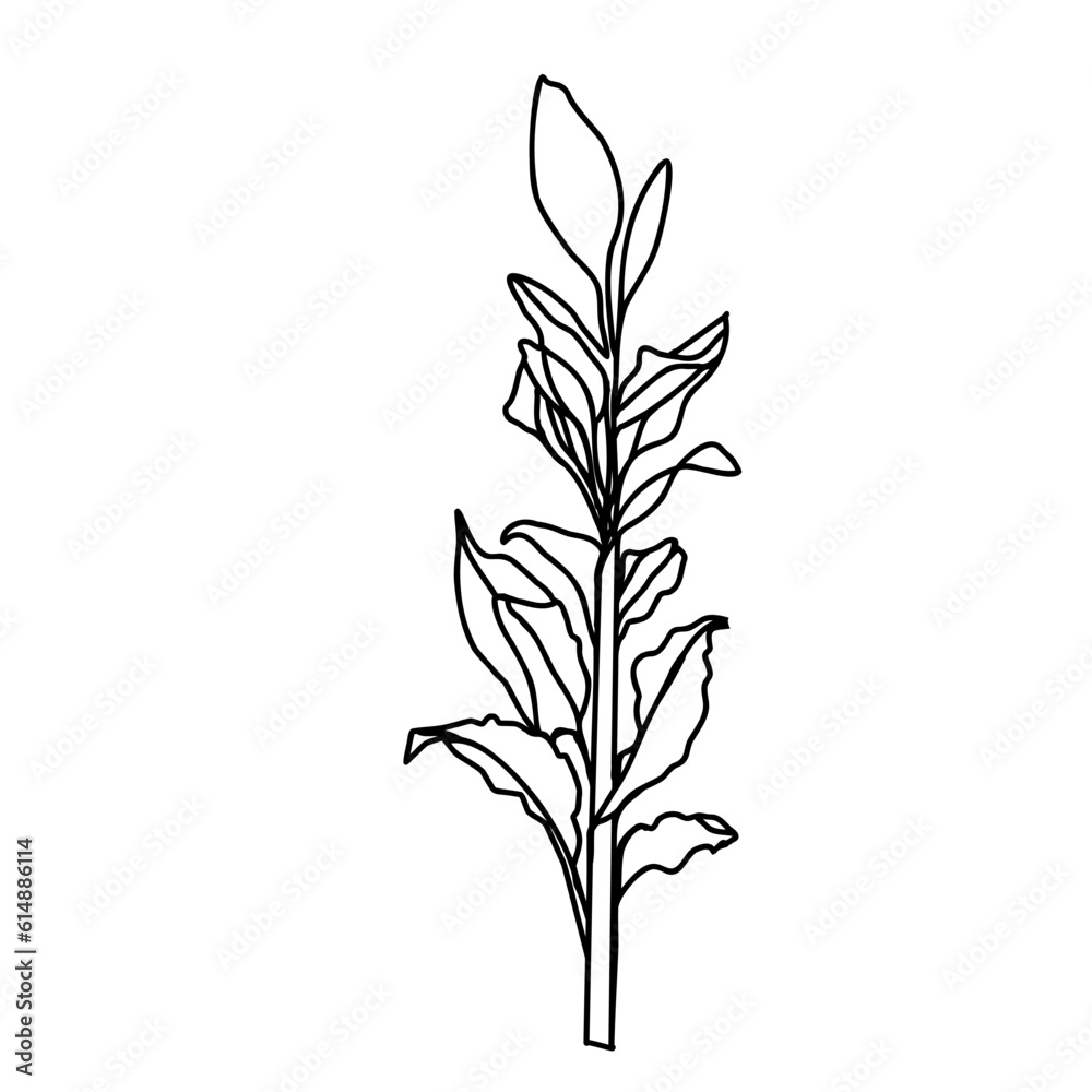 a group of decorative flowers, a sketch of a vector drawing, isolated on a white background. a collection of flowers