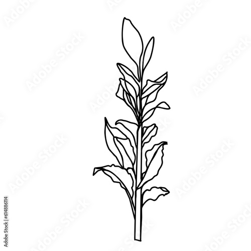 a group of decorative flowers, a sketch of a vector drawing, isolated on a white background. a collection of flowers