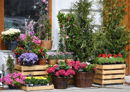 Flower shop products: hydrangeas in the foreground and carnations behind them in wicker baskets,marigolds,other flowers in cups in and on wooden boxes next to it, on a wall,a window with other flowers
