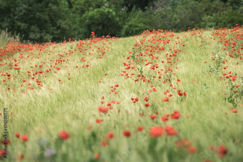 Mohnfeld in Getreide vor Gebüsch