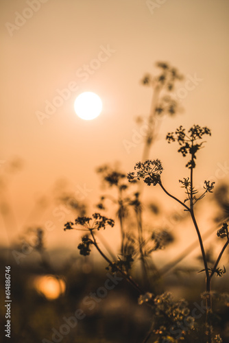A low evening Sun against the silhouette of a plant.