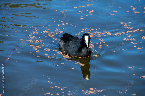 Konstfotografi Eurasian Coot, Sydney, Australia