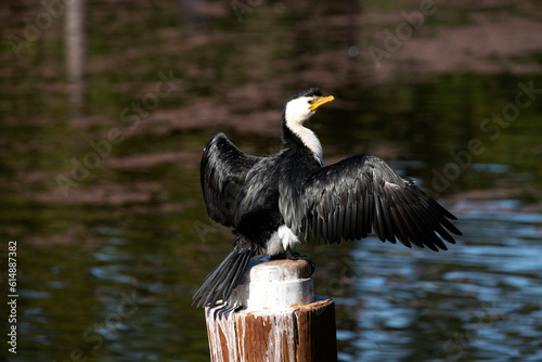 Canvas Print Little Pied Cormorant, Sydney, Australia