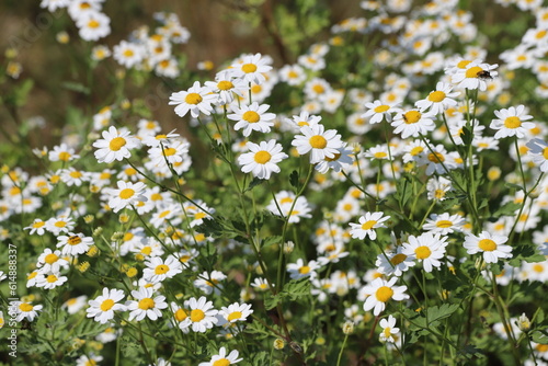Fototapeta Naklejka Na Ścianę i Meble -  Tanacetum parthenium. white and yellow feverfew flowers.