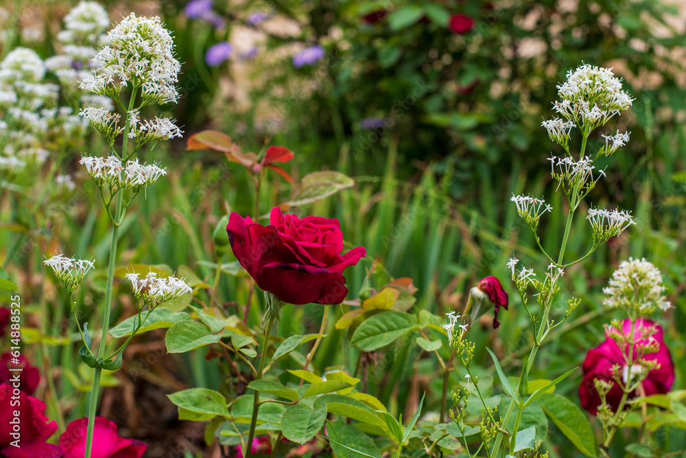 Obraz premium roses in the garden