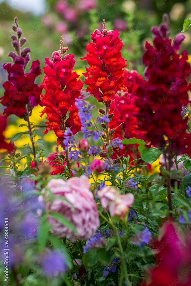 colorful flowers in garden